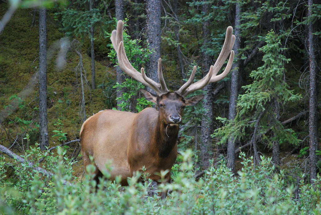 Celtic Haven Hotel Jasper National Park Eksteriør billede
